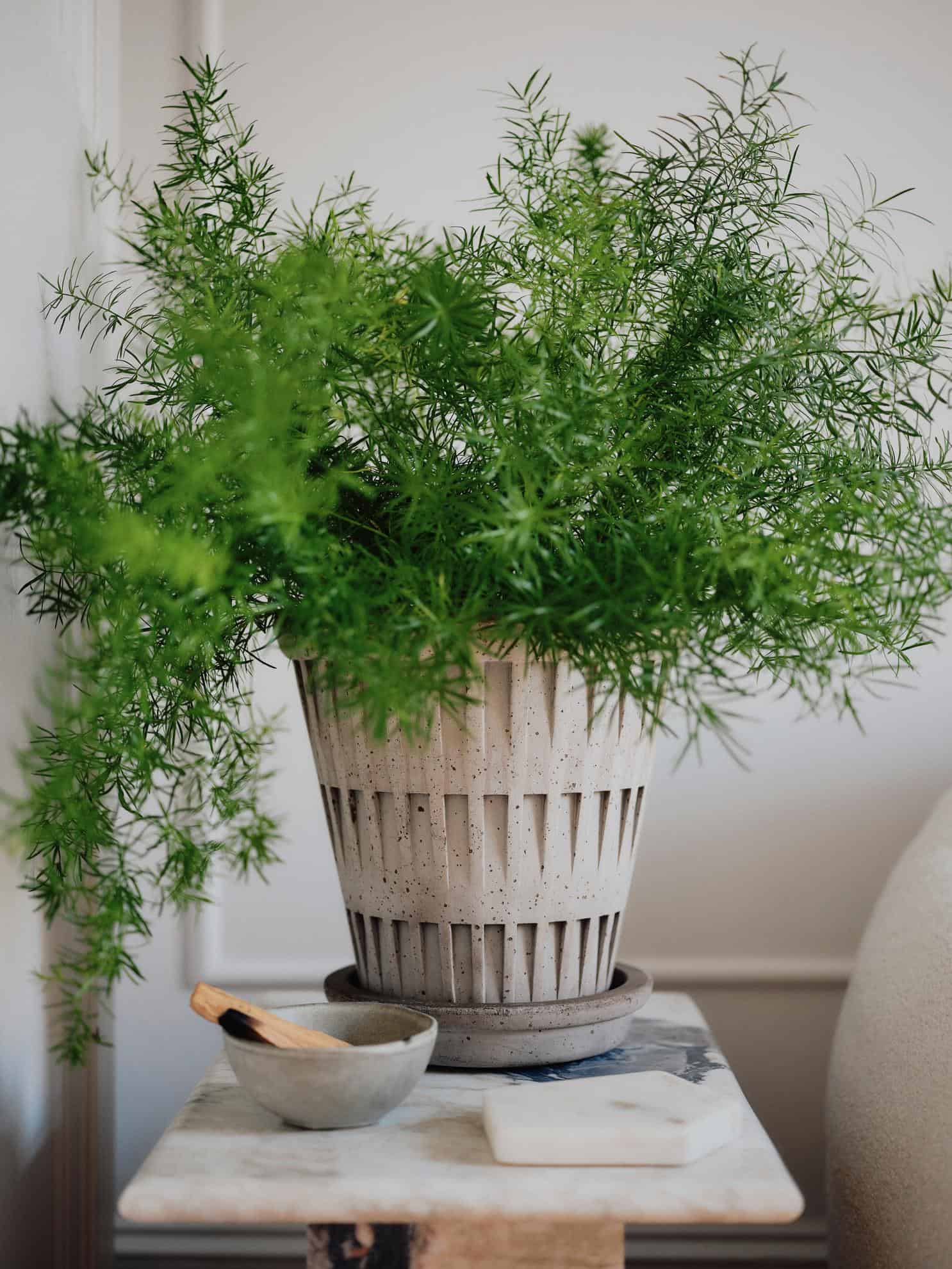 Bergs Potter – Pantheon raw pot + saucer – grey - Afbeelding 6