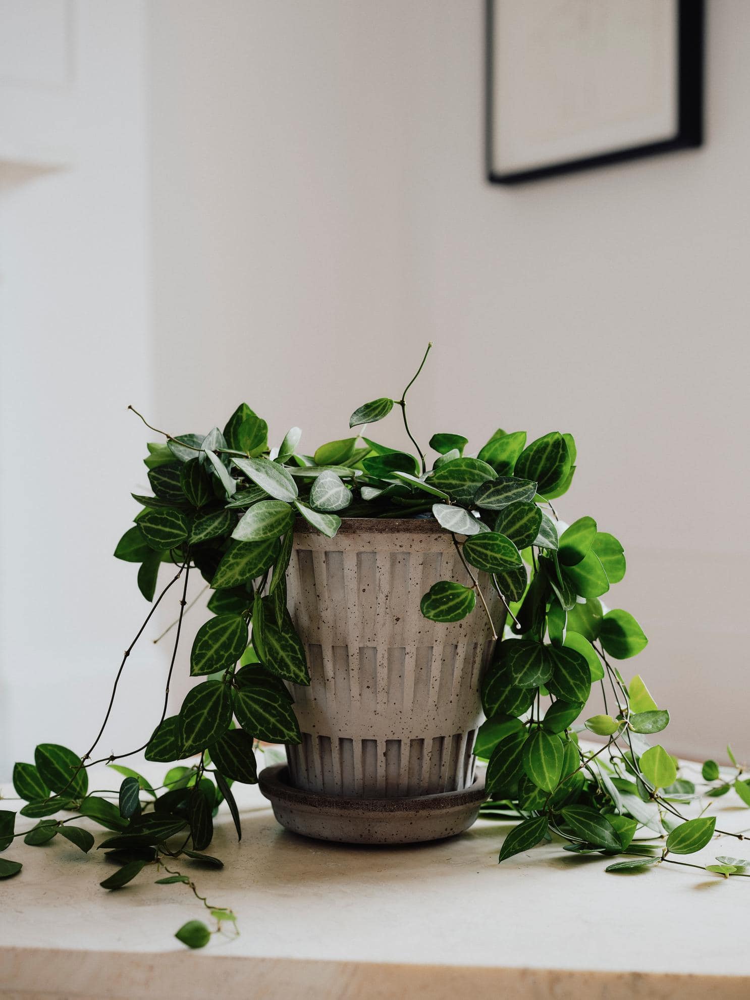 Bergs Potter – Pantheon raw pot + saucer – grey - Afbeelding 3