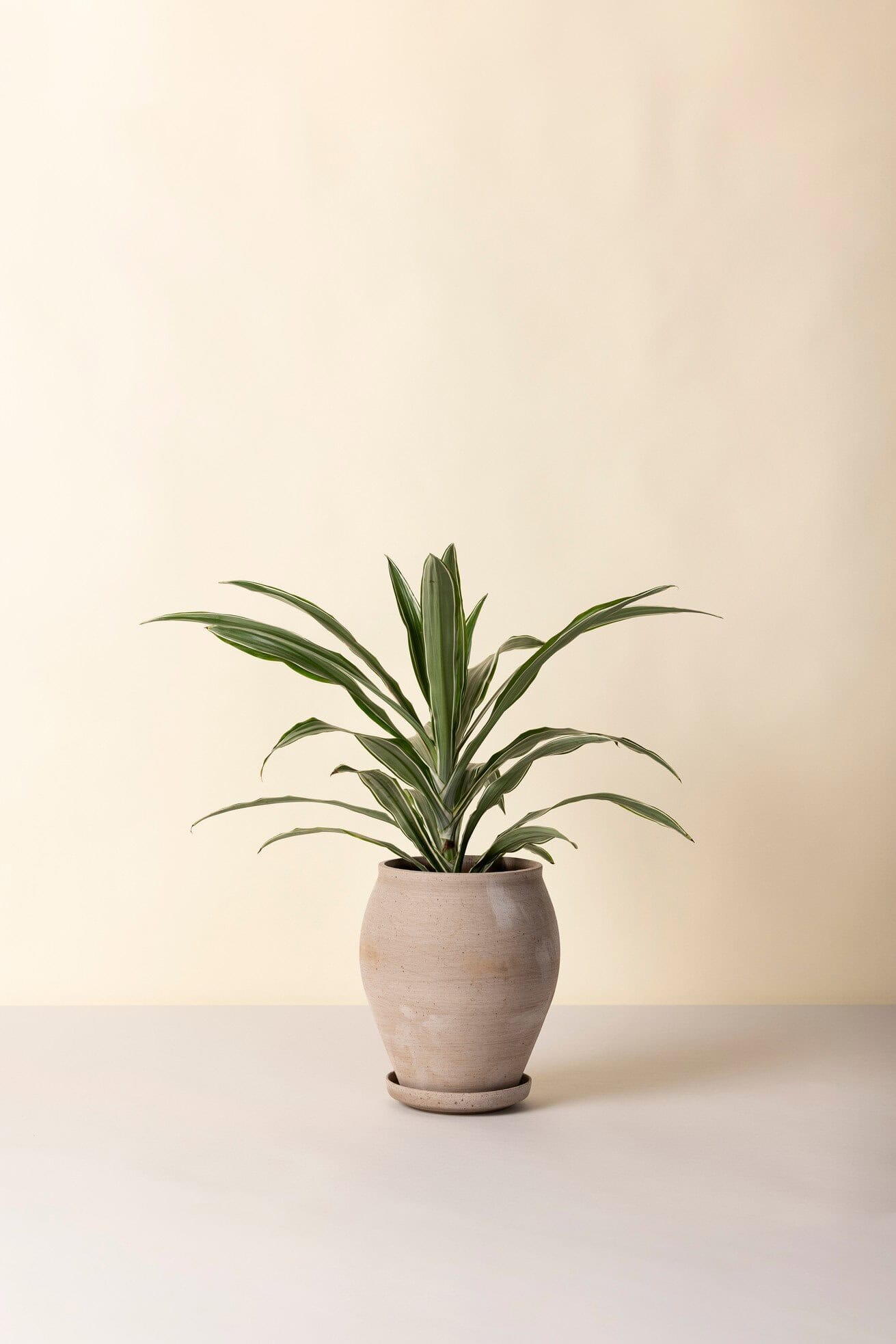 Bergs Potter – Delphi raw pot + saucer – grey - Afbeelding 5