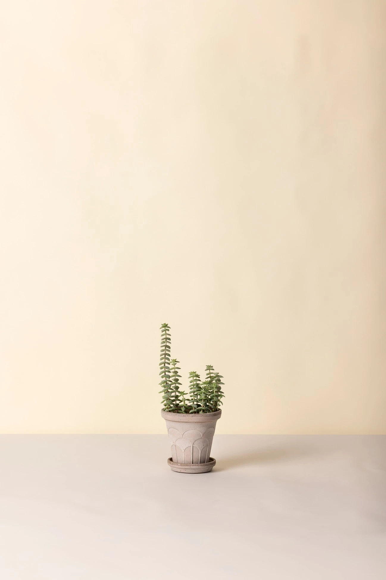 Bergs Potter – Fleur raw pot + saucer – grey - Afbeelding 2