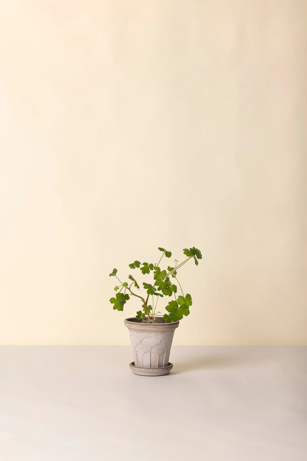 Bergs Potter – Fleur raw pot + saucer – grey - Afbeelding 4