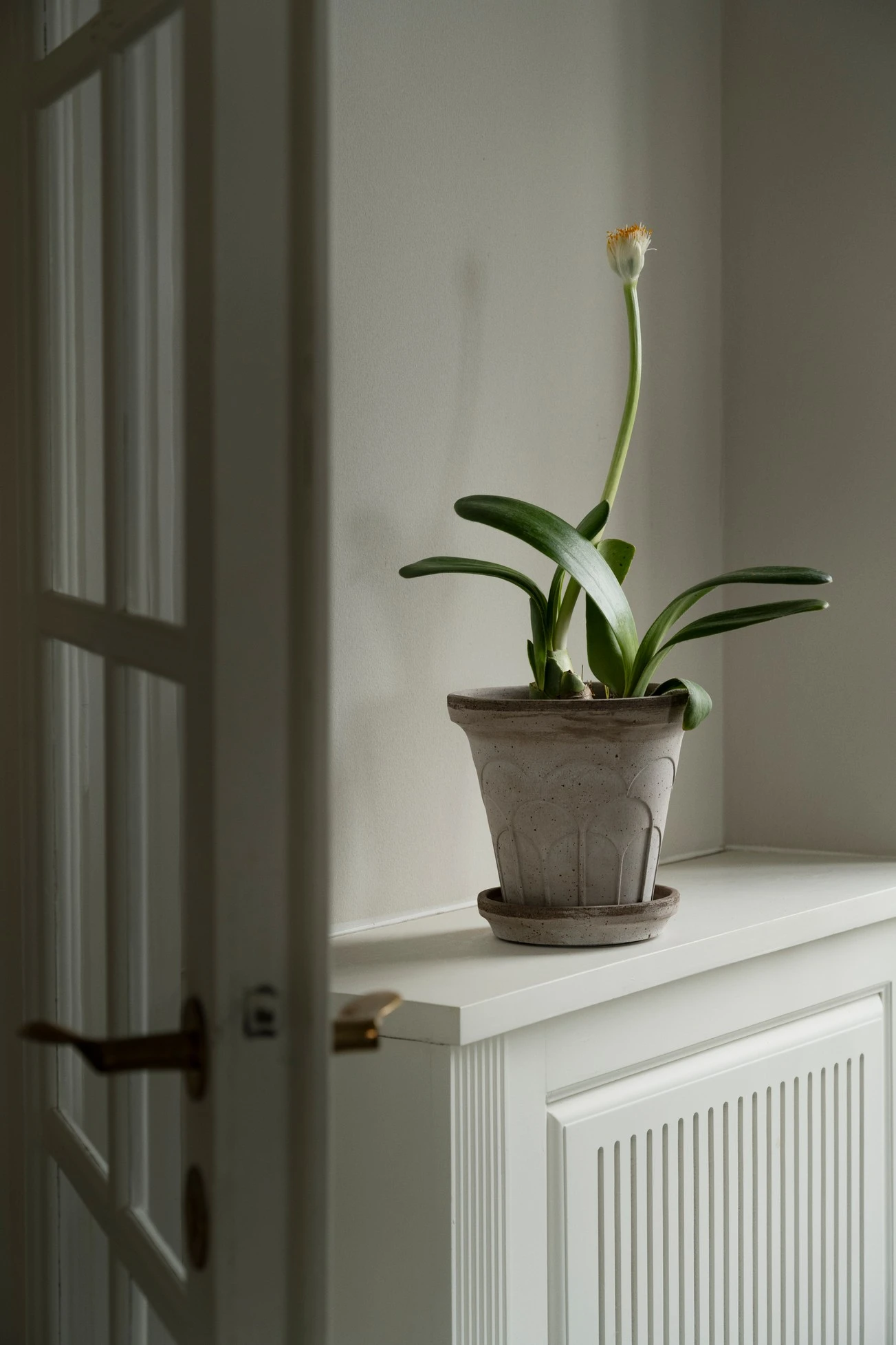 Bergs Potter – Fleur raw pot + saucer – grey - Afbeelding 5